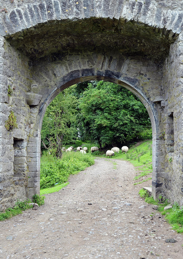Ireland Kells Priory Medieval Entrance Arch and Sheep County Kilkenny Photograph by Shawn OBrien