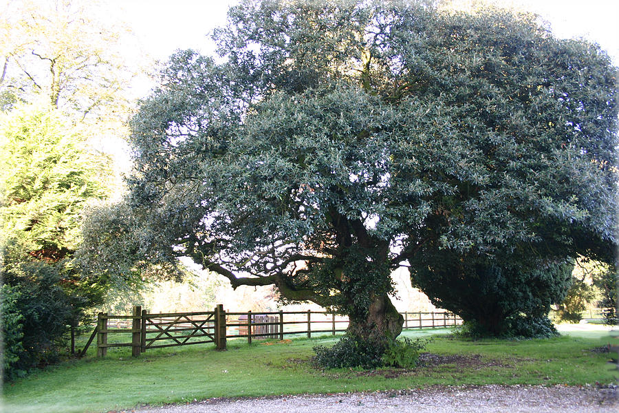 Landscape Photograph - Ireland Tree by Richard De Wolfe