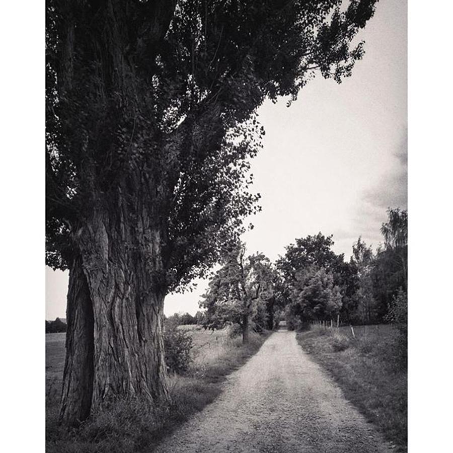 Tree Photograph - Irgendwo Am Rande Der Stadt 
#nokia by Mandy Tabatt