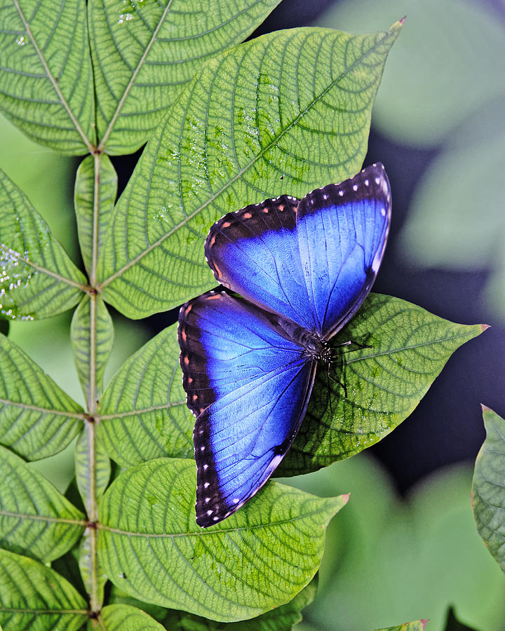 Iridescence - Blue Morpho Butterfly at California Academy of Sciences, San Francisco Photograph by Darin Volpe