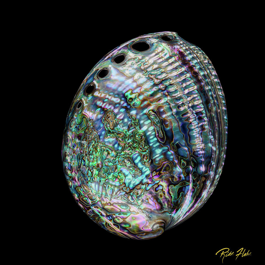 Iridescence on the Half-shell Photograph by Rikk Flohr