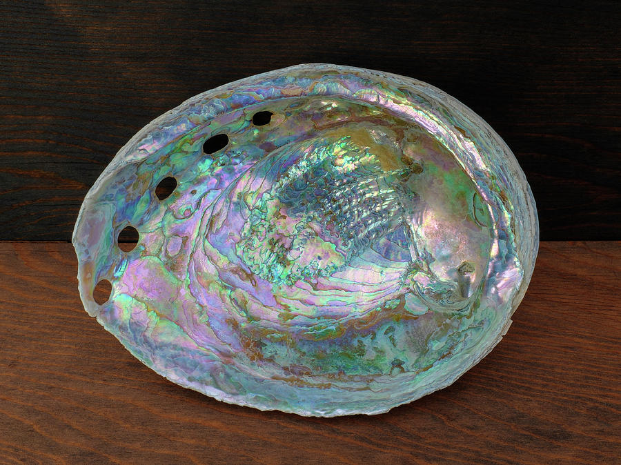 Iridescent Abalone Shell on Antique Ponderosa Pine Wood Photograph by Kathy Anselmo