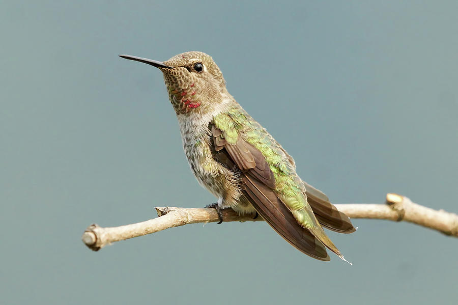 Hummingbird Photograph - Iridescent Hummingbird  by Mark Hryciw