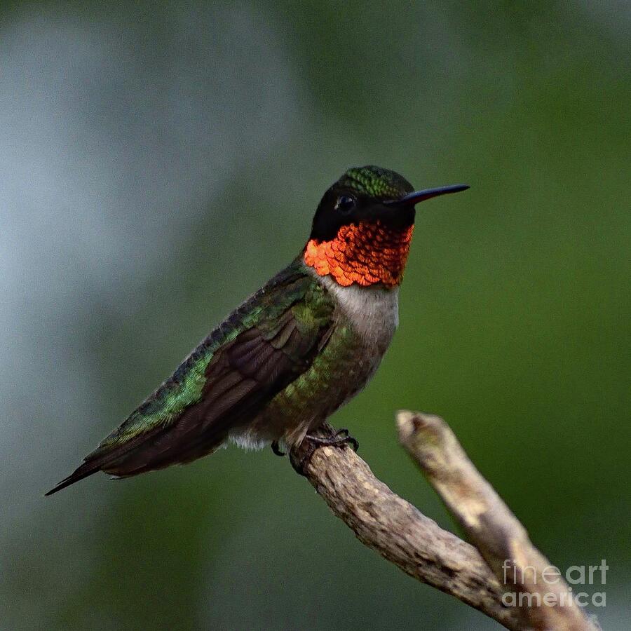 Iridescent Beauty - Ruby-throated Hummingbird Photograph