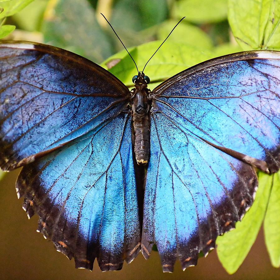 Iridescent Blue - Butterfly Photograph by KJ Swan | Fine Art America