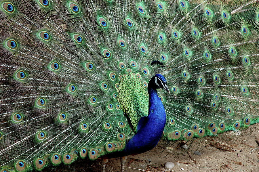 Iridescent Blue-green Peacock Photograph