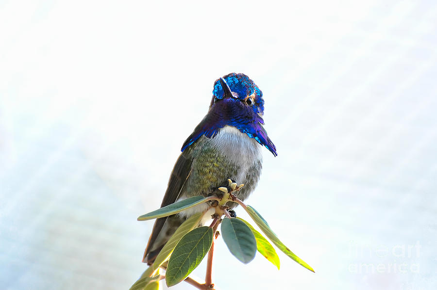 Iridescent Costas Hummingbird Photograph