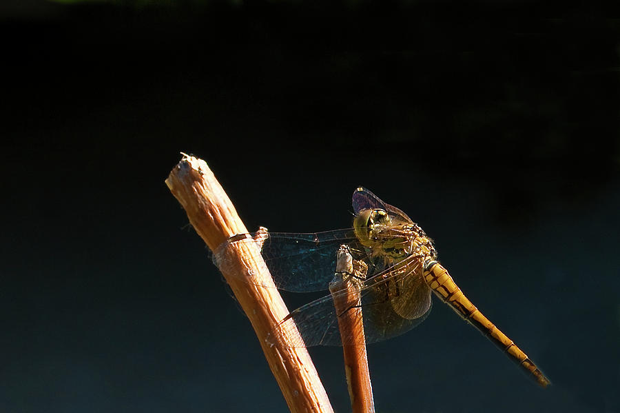 Iridescent Dragonfly Photograph by ShaddowCat Arts - Sherry