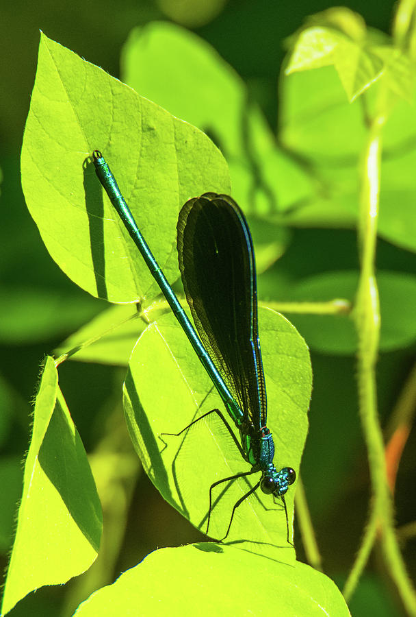 Iridescent Green and Blue Dragonfly Photograph by Jeff at JSJ Photography