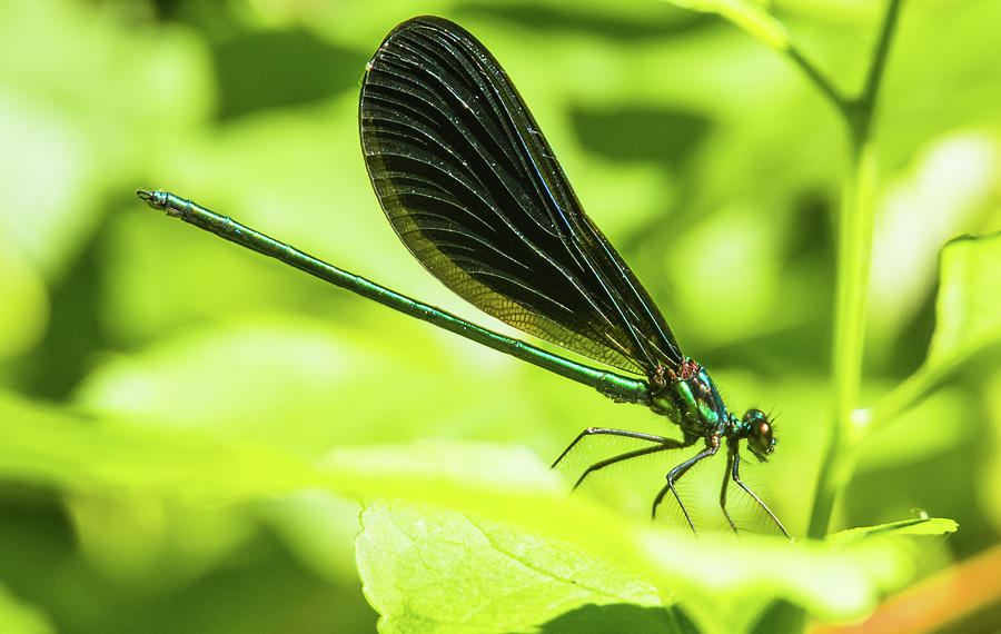 Iridescent Green and Blue Dragonfly Profile Photograph by Jeff at JSJ Photography