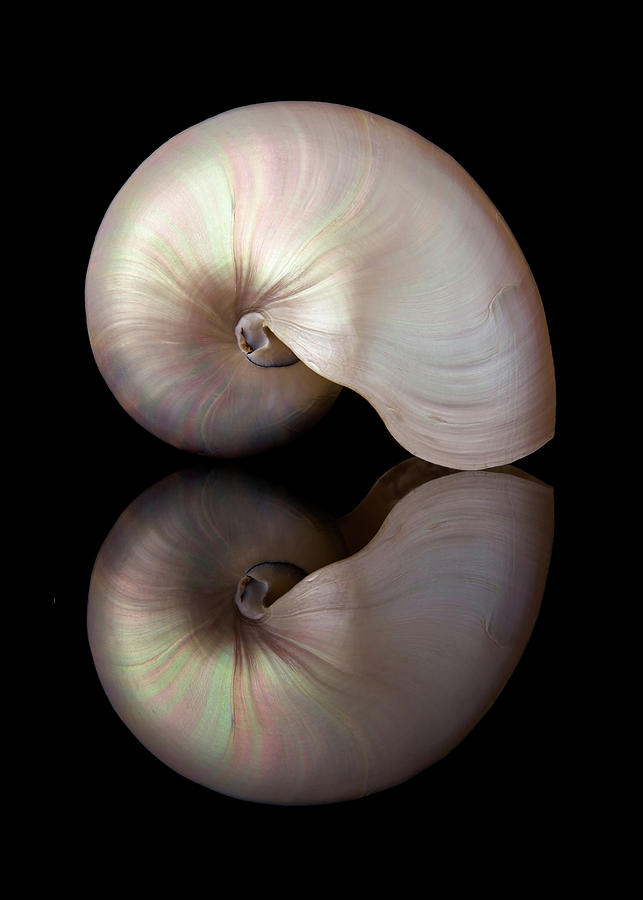 Iridescent Nautilus Shell Photograph by Jim Hughes