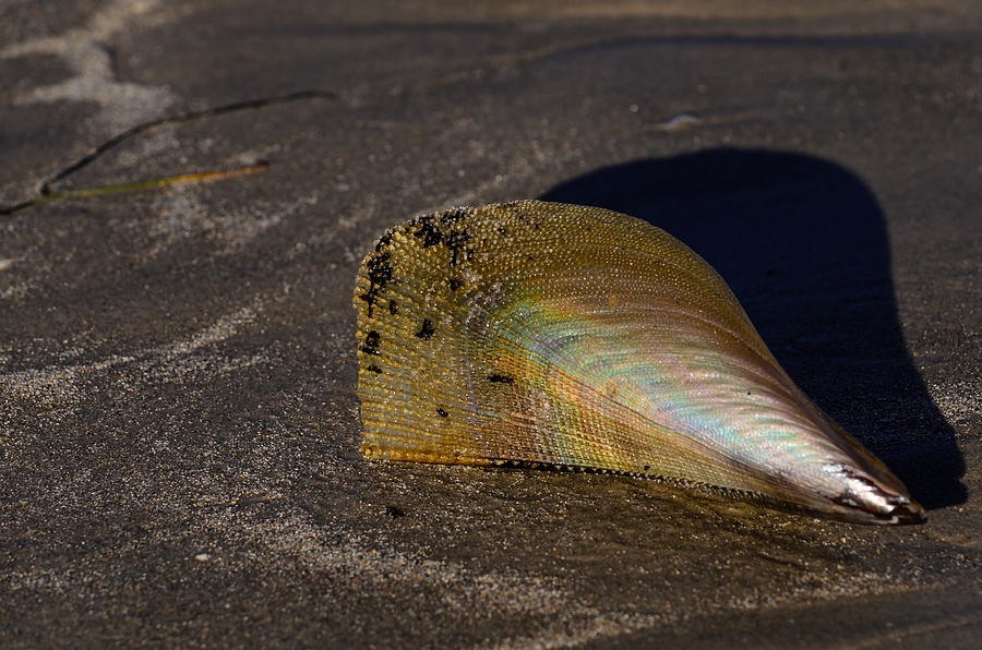 Nature Photograph - Iridescent Pen Shell  by Debra Martz