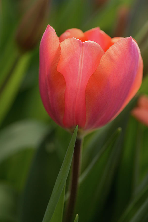 Iridescent Tulip Photograph by Mary Jo Allen