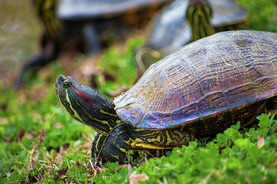 Iridescent Turtle Photograph by James-Allen