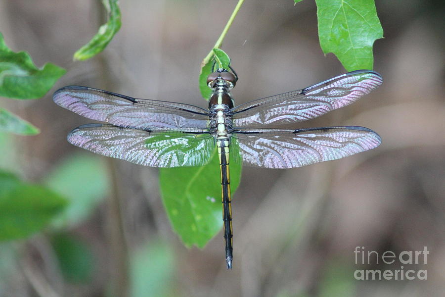Nature Photograph - Iridescent Wings by Maili Page