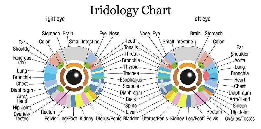 Iridology Chart Pdf