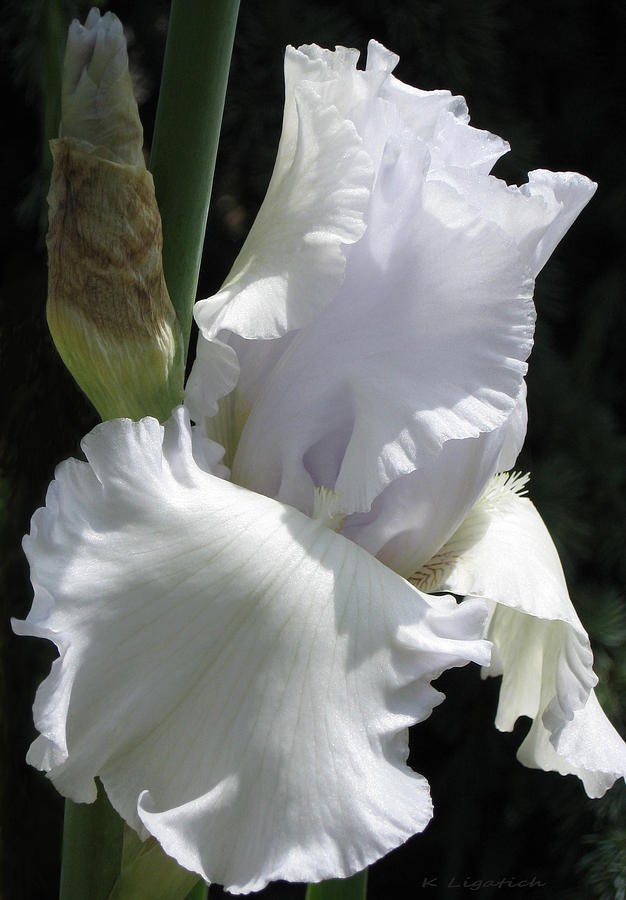 Iris - Bearded White Iris Photograph by Kerri Ligatich