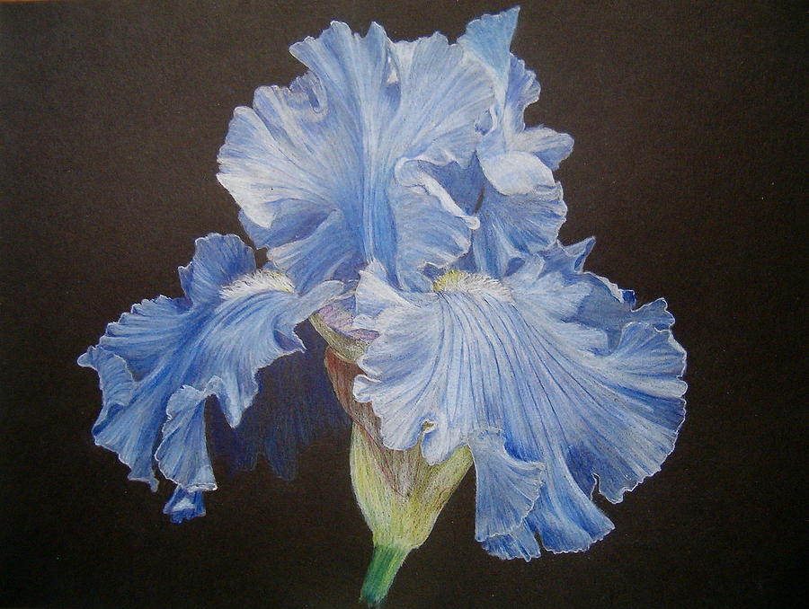 Iris - Blue Drawing by Marita Lipke