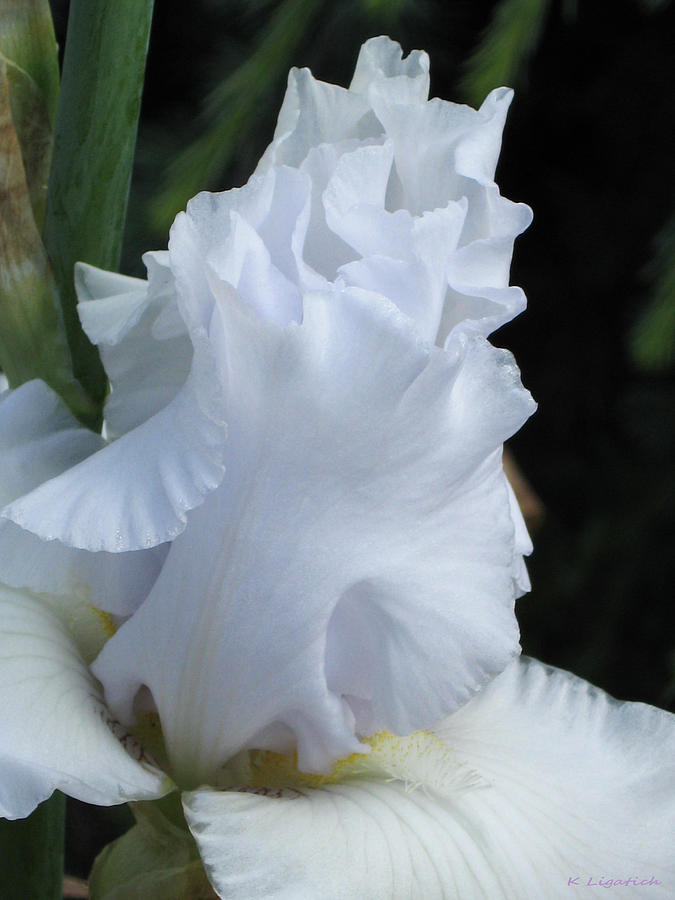 Iris Photograph - Iris - Shades of White by Kerri Ligatich