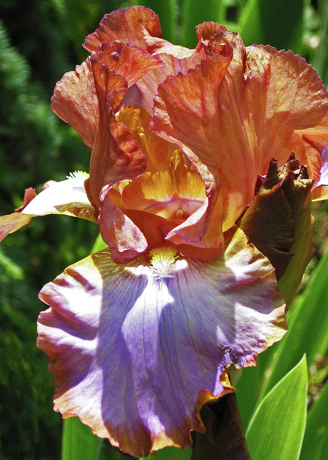 Iris - Touch of Lavender Bearded Photograph by Kerri Ligatich