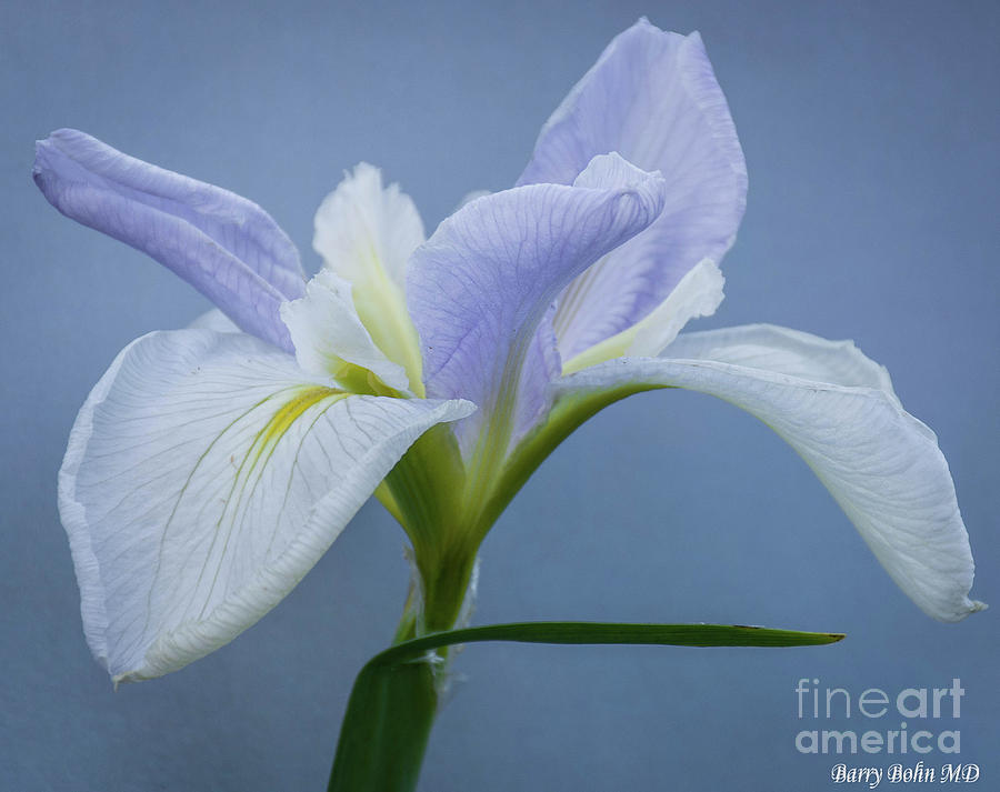 Iris 1 Photograph by Barry Bohn