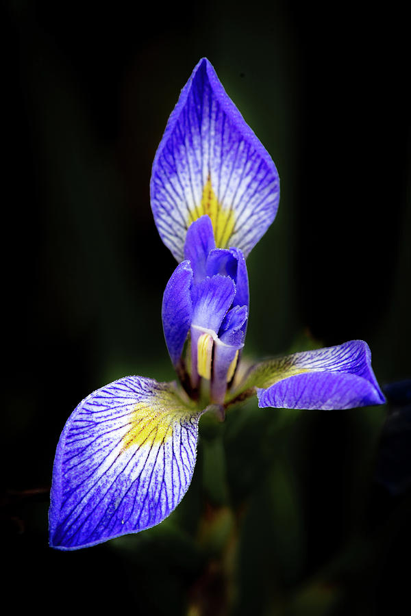 Iris #1 Photograph by David Heilman