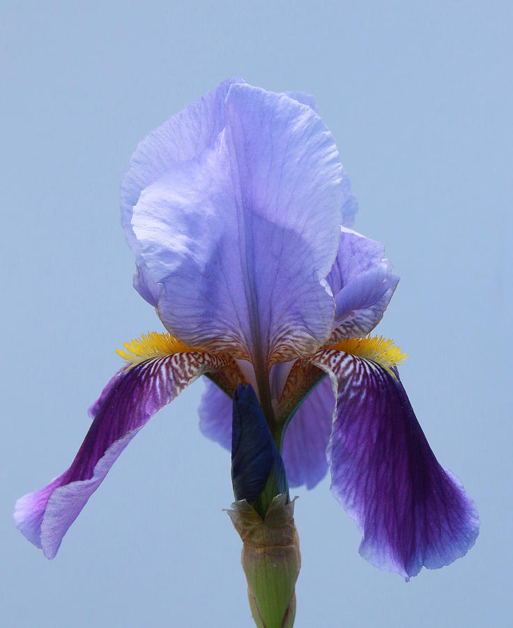 Iris 17 Photograph by Allen Beatty