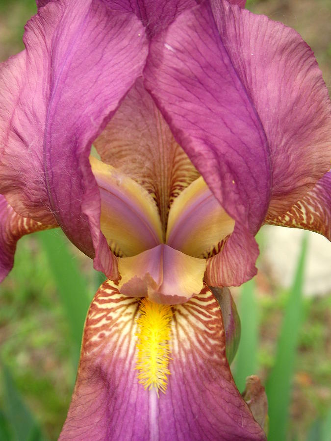 Iris 2 Photograph by John Olson
