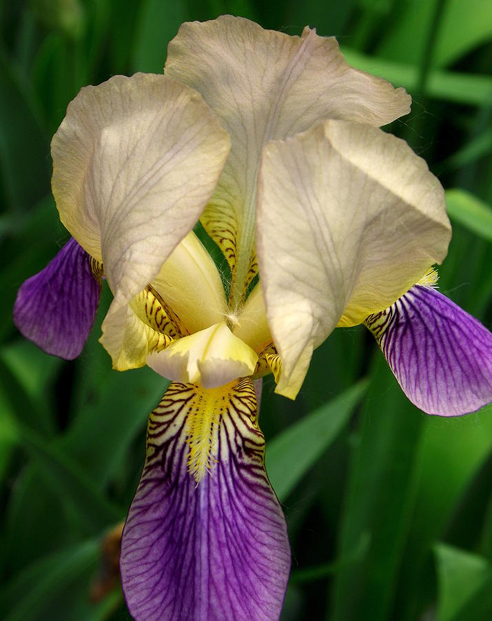 Iris 3 Photograph by John Olson