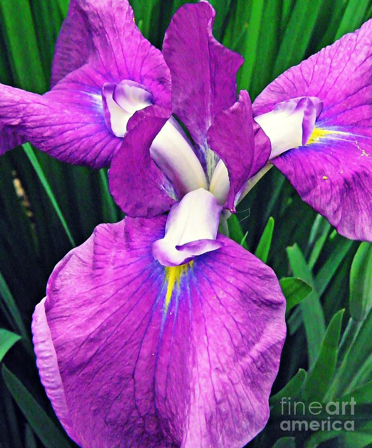 Iris Photograph - Iris 6 by Sarah Loft