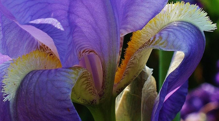 Iris Abstract 1 Photograph by Bruce Bley