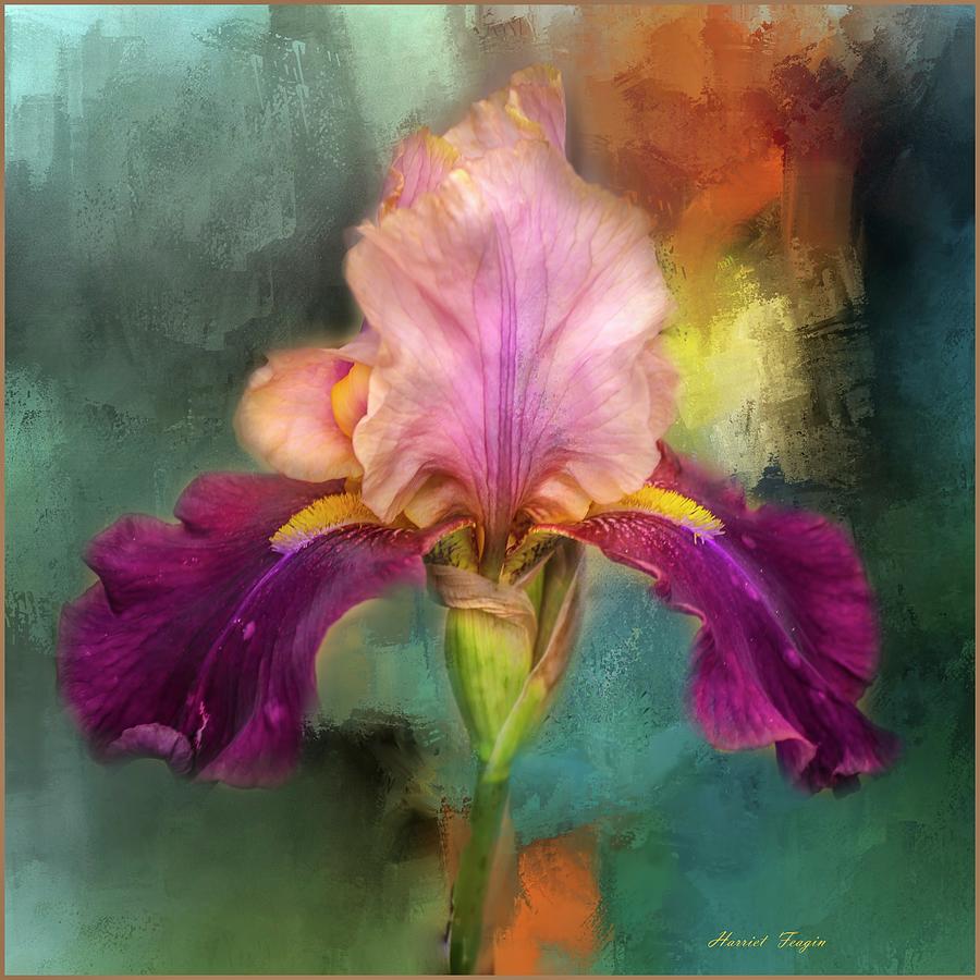 Iris Abstract  Photograph by Harriet Feagin