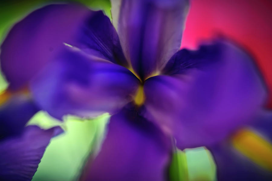 Flower Photograph - Iris Abstract by Michael Putnam
