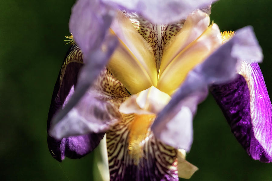 Iris Abstract, No. 2 Photograph by Belinda Greb