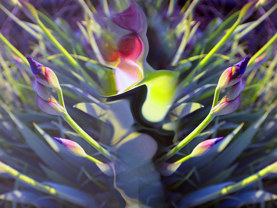 Iris Abstract Photograph