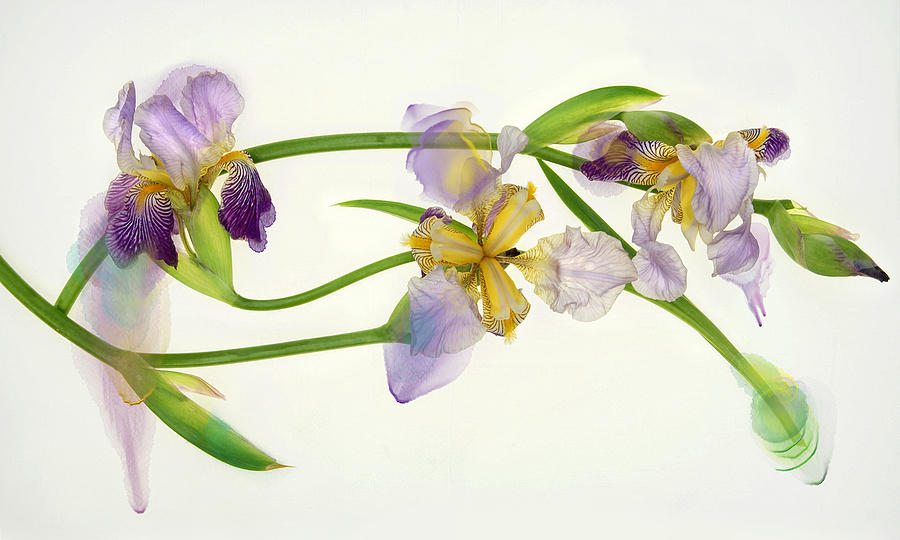 Iris Abstraction Photograph by Leda Robertson