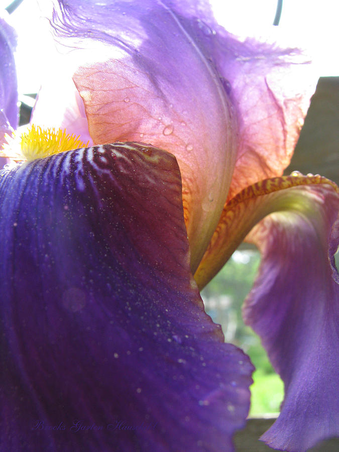 Iris Spring Shower - Iris Art - Floral Photography - Macro Flower Photograph by Brooks Garten Hauschild