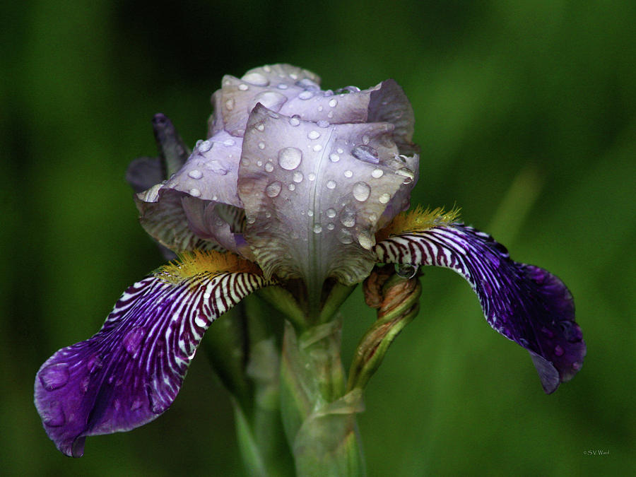 Iris After The Rain 1409 H_2 Photograph by Steven Ward