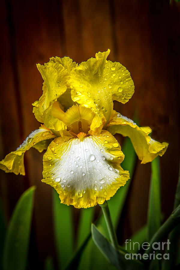 Iris After The Rain Photograph by Robert Bales