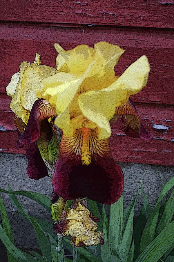 Iris - altered Photograph by Aggy Duveen