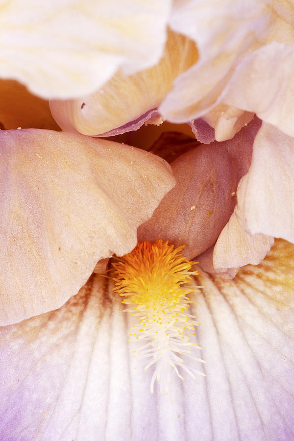 Iris Photograph