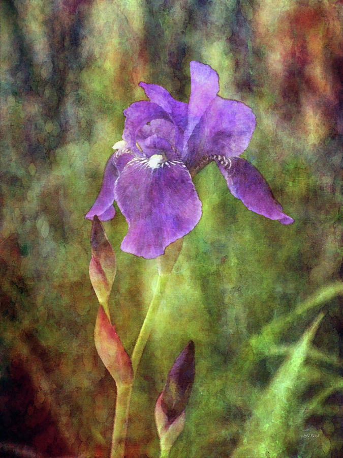 Iris and Buds 9907 IDP_2 Photograph by Steven Ward