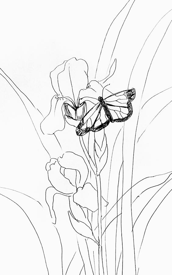 Iris and butterfly  Drawing by Hae Kim