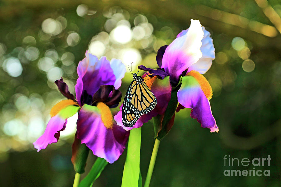 Iris and Butterfly Photo Photograph by Luana K Perez