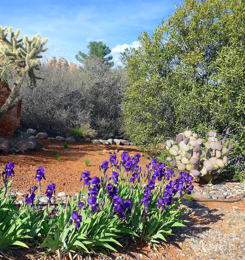Iris and Cactus Sedona Spring Photograph by Mars Besso