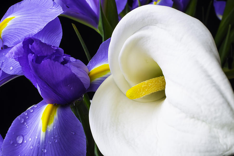 Iris And Calla Lily Photograph by Garry Gay Fine Art America