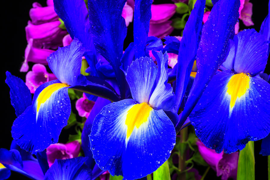 Iris And Foxglove Photograph by Garry Gay