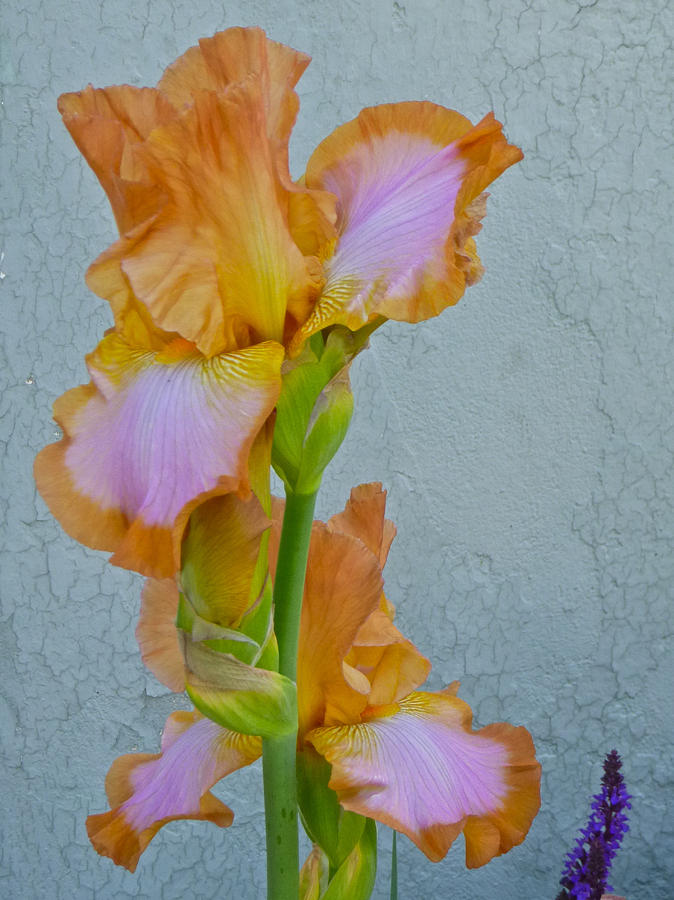 Iris and Salvia Photograph by Ellen Paull