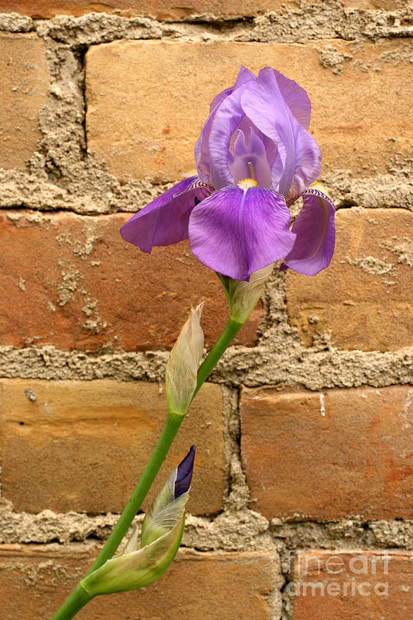 Flowers Still Life Photograph - Iris and The Wall by Steve Augustin