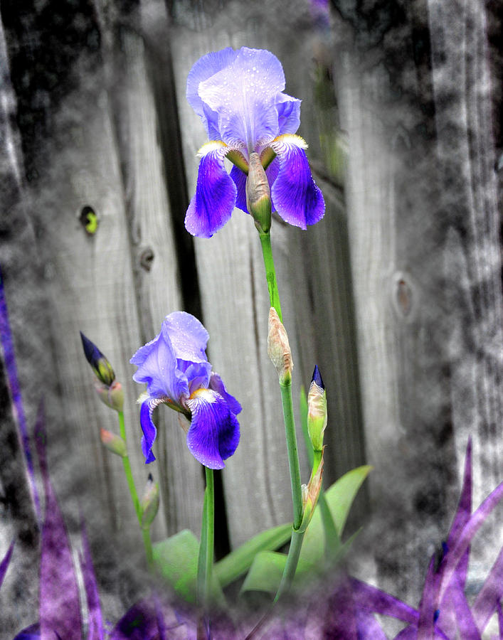 Tennessee State Flower Photograph - Iris by Angela Ford